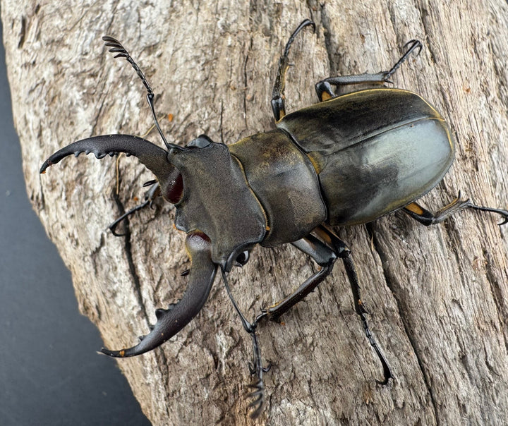 【WD】《カンターミヤマ亜種colasi 雲南省産 51mm ペア》