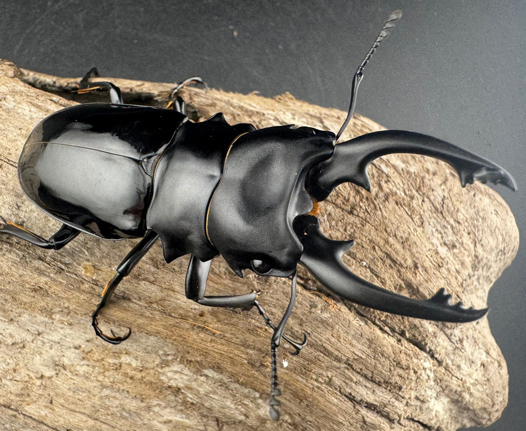 【WD】《ルディカツヤクワガタ 78mm ペア》