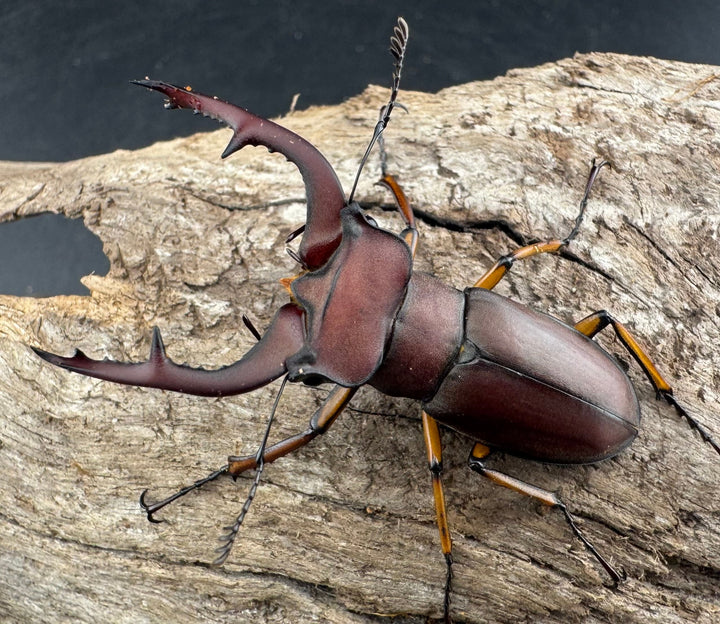 【WD】《マラッシミヤマ（マラッツィミヤマ） 47mm ペア》