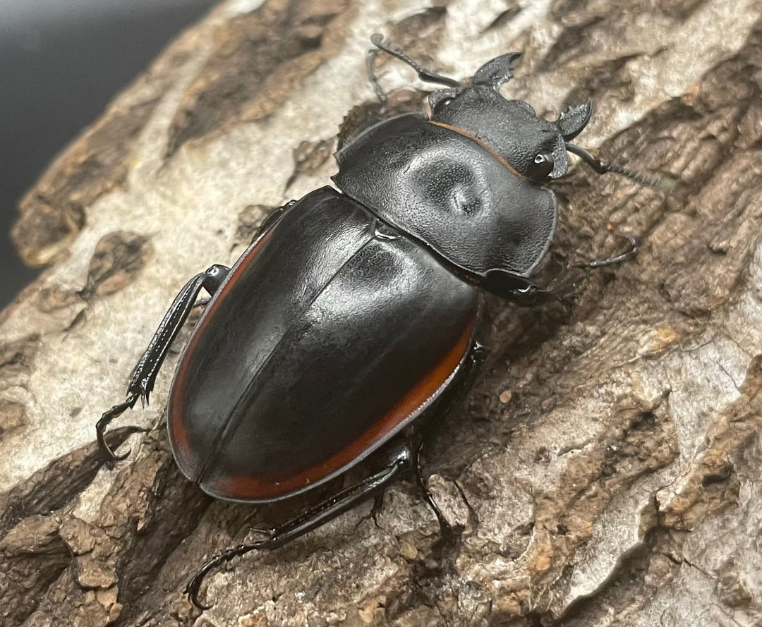 【WD】《クベラツヤクワガタ亜種sinensis ♀単》