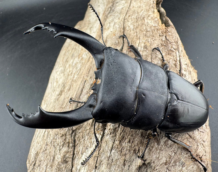 【WD】《ブルーダンヒラタクワガタ 90mm ペア》