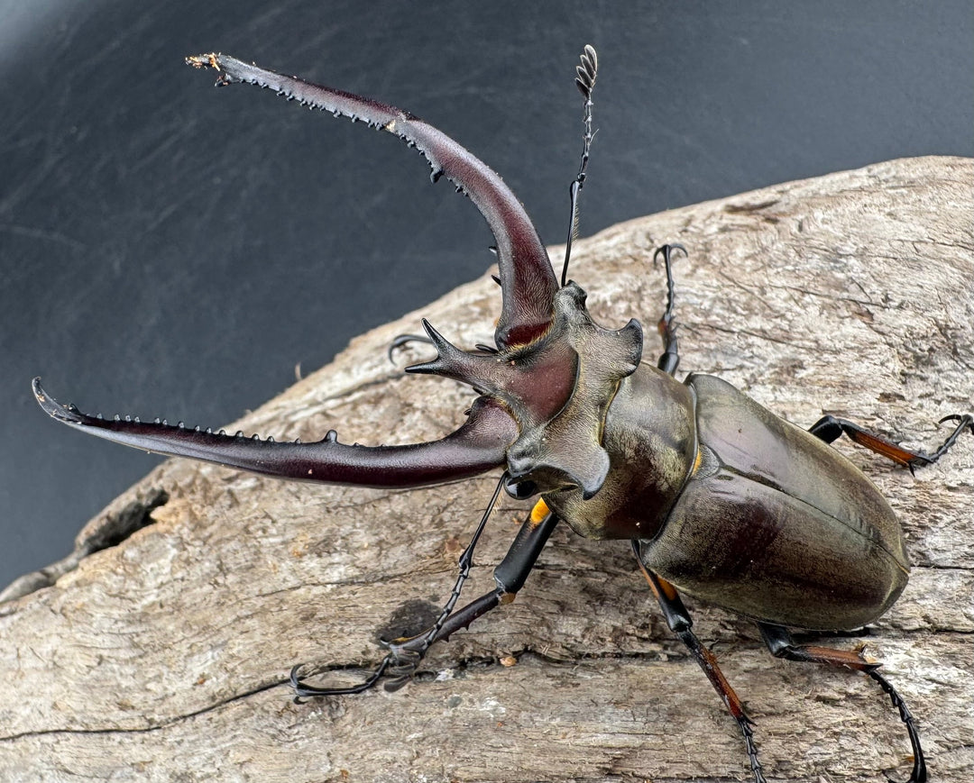 【WD】《プラネットミヤマクワガタ 76mm ペア》