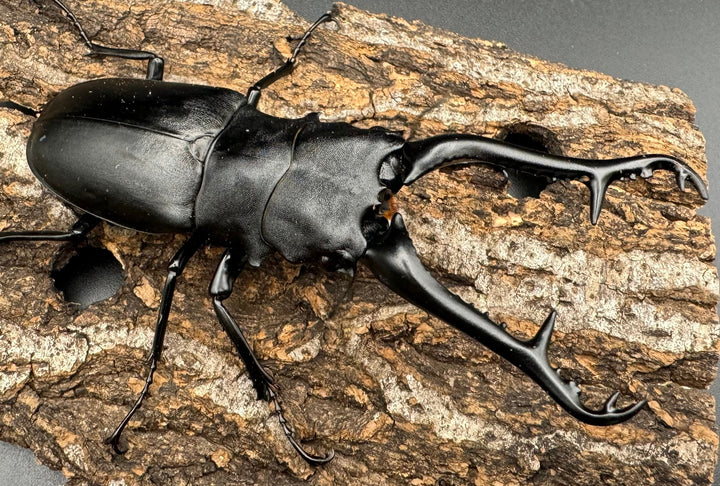 【WD】《ギラファノコギリ亜種ケイスケ 108mm ペア》