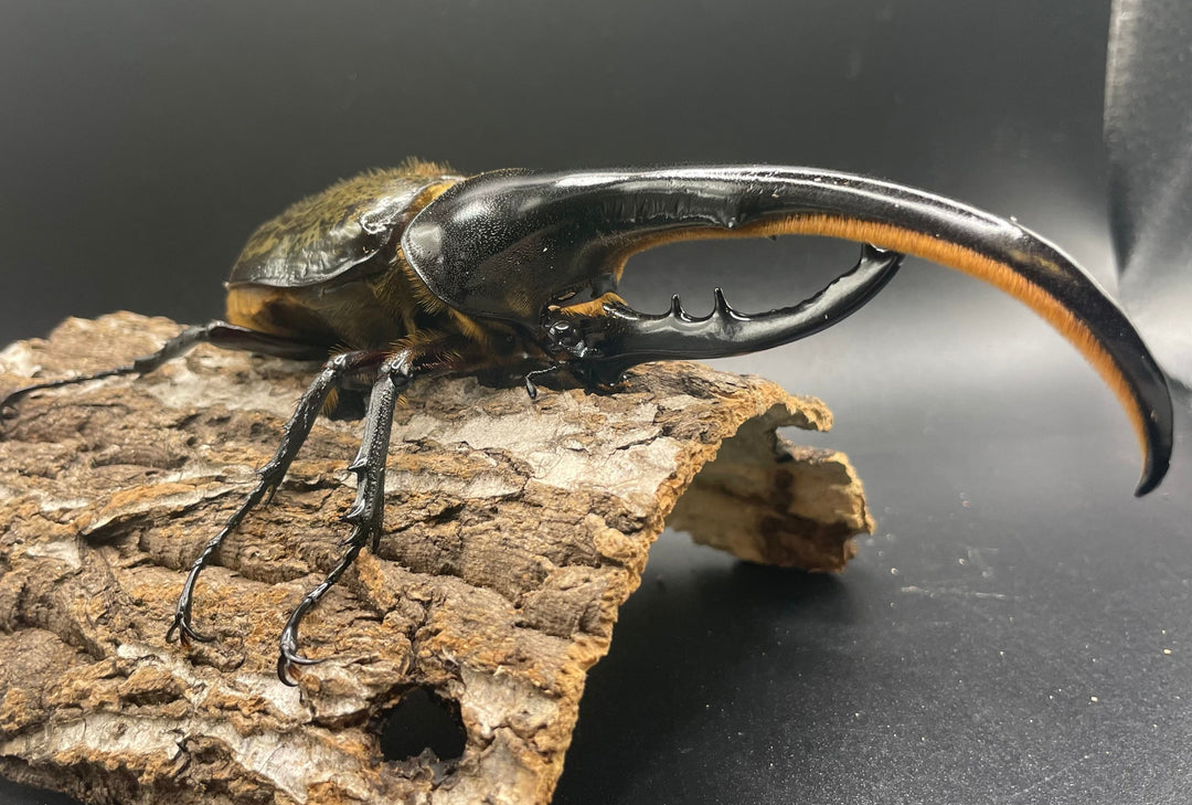 即ブリ《ヘラクレス・ヘラクレス 146mm ペア》