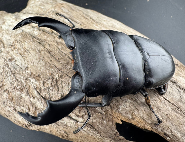 【WD】《スマトラオオヒラタ ベンクール産 86.5mm ペア》