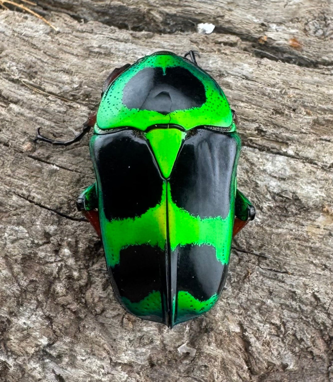 【WD】《マックレーツヤカナブン ペア》②