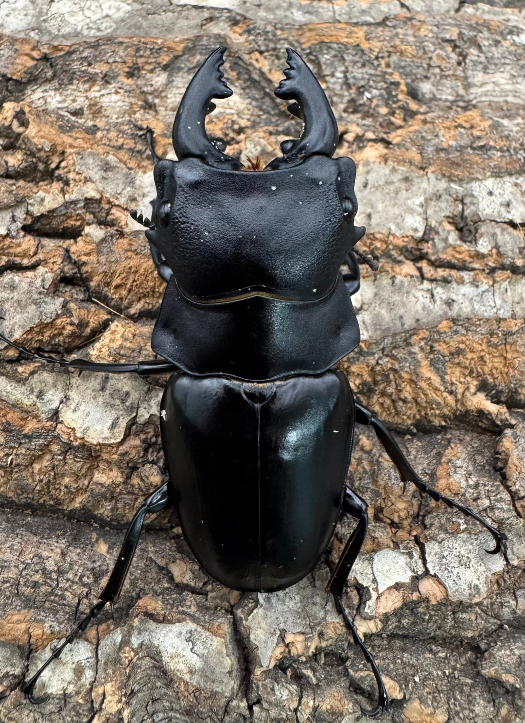 【WD】《スティーブンスツヤクワガタ原名亜種 73mm B品ペア》