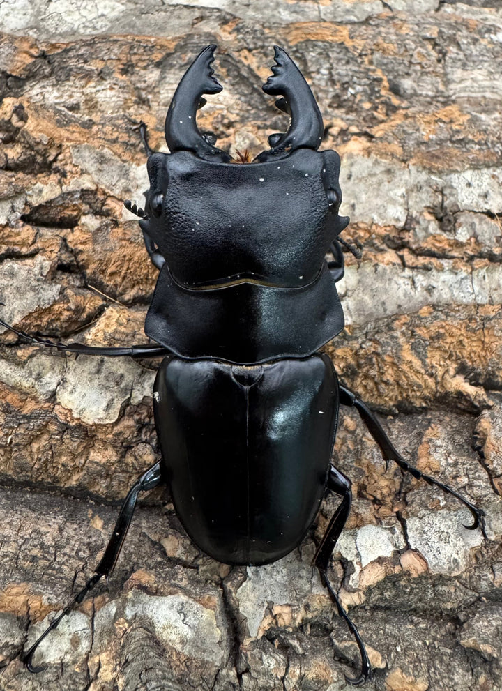 【WD】《スティーブンスツヤクワガタ原名亜種 73mm B品ペア》