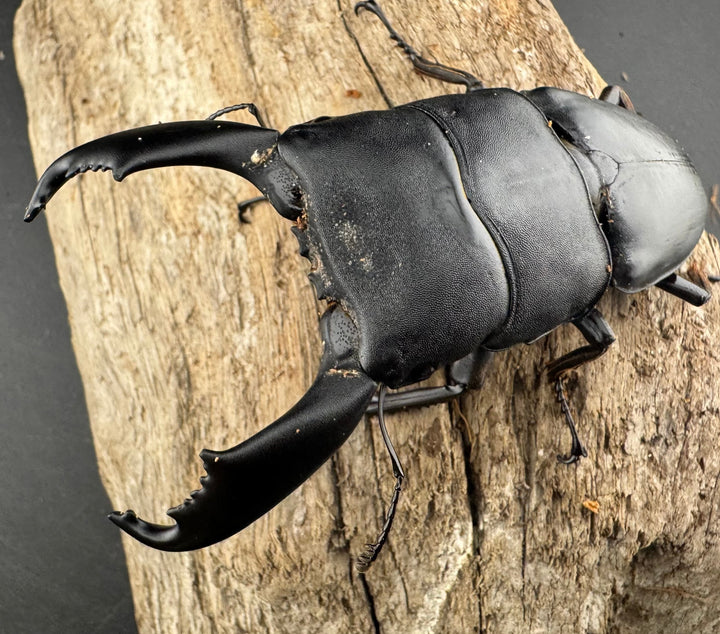 【WD】《西ペレンヒラタ（スラウェシオオヒラタ） 88mm ペア》