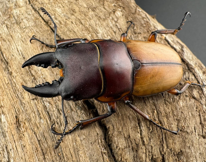 【WD】《ラテラリスノコギリ亜種バヤニー 40mm ペア》