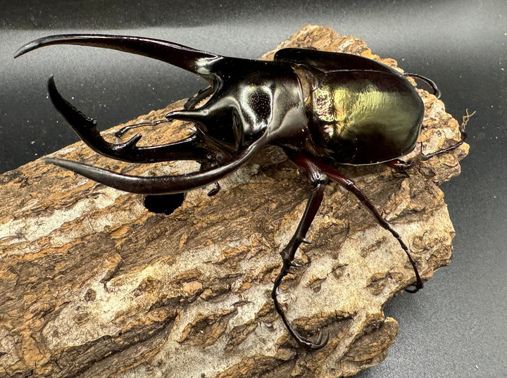 【WD】《ジャワコーカサスオオカブト 102.5mm ♂単》