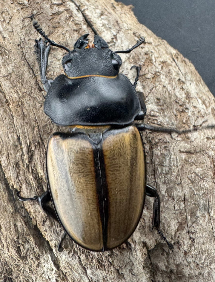 【WD】大型《カステルナウディツヤ 83mm ペア》