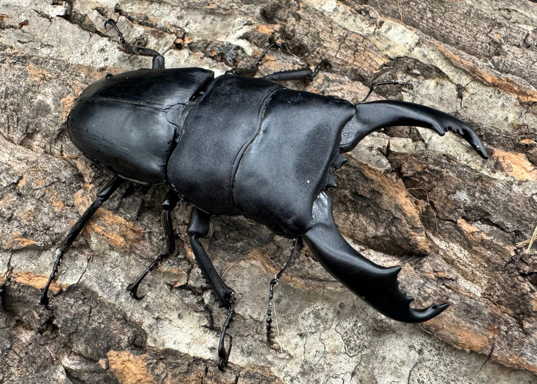 【WD】大型《北カマリネスヒラタ 92mm ペア》