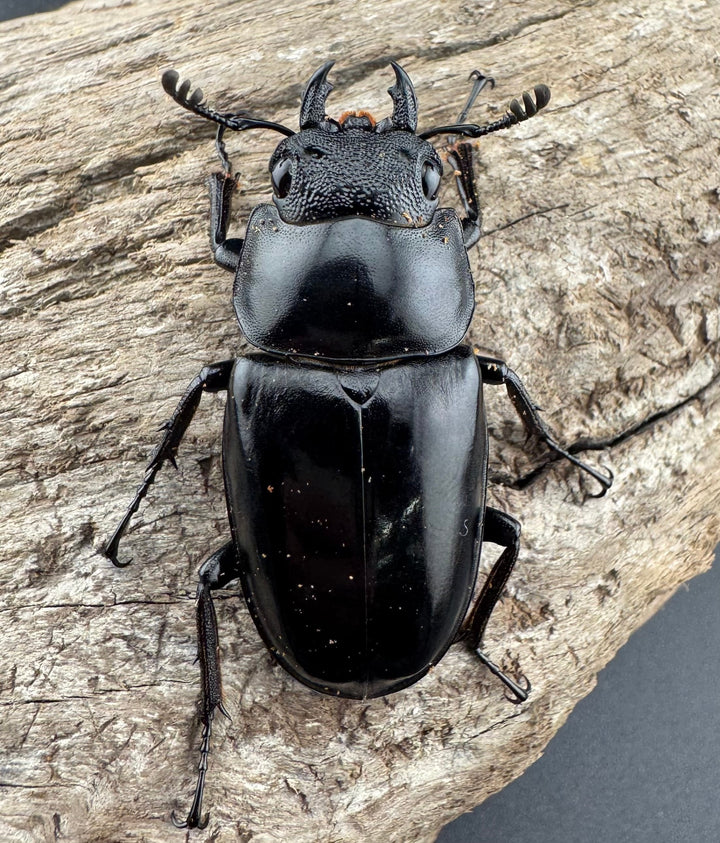 【WD】《 ギラファノコギリ亜種ボロブドゥール 91.5mm ペア》