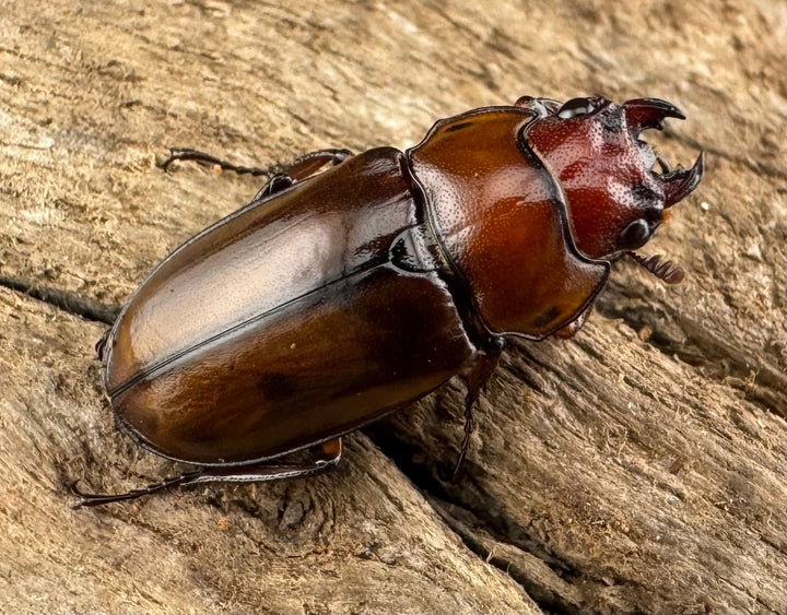 【WD】《カスタネウスオニクワガタ 18.5mm ♀単》