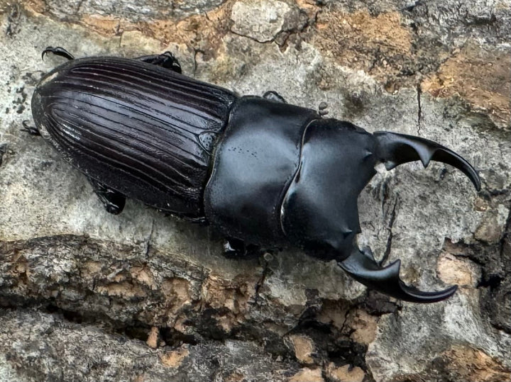 【F0】《カントンネブト Free ペア》