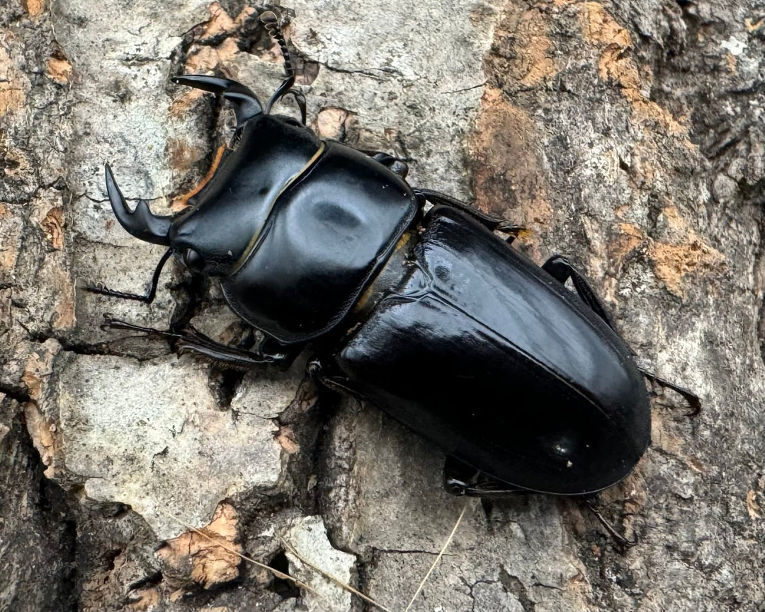 【WD】《ドルクスヤクシャ チベット産 35mm ♂♀♀トリオ》