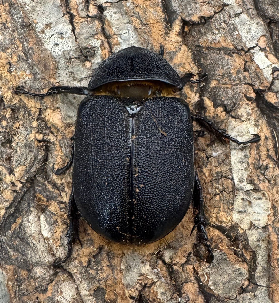 即ブリ《サタンオオカブト 82mm A'品ペア》