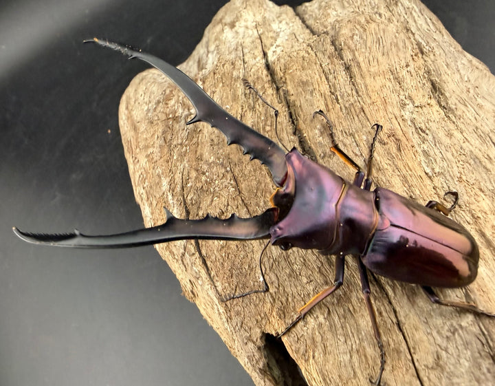 メタリフェルホソアカ亜種finae 83mm ペア》