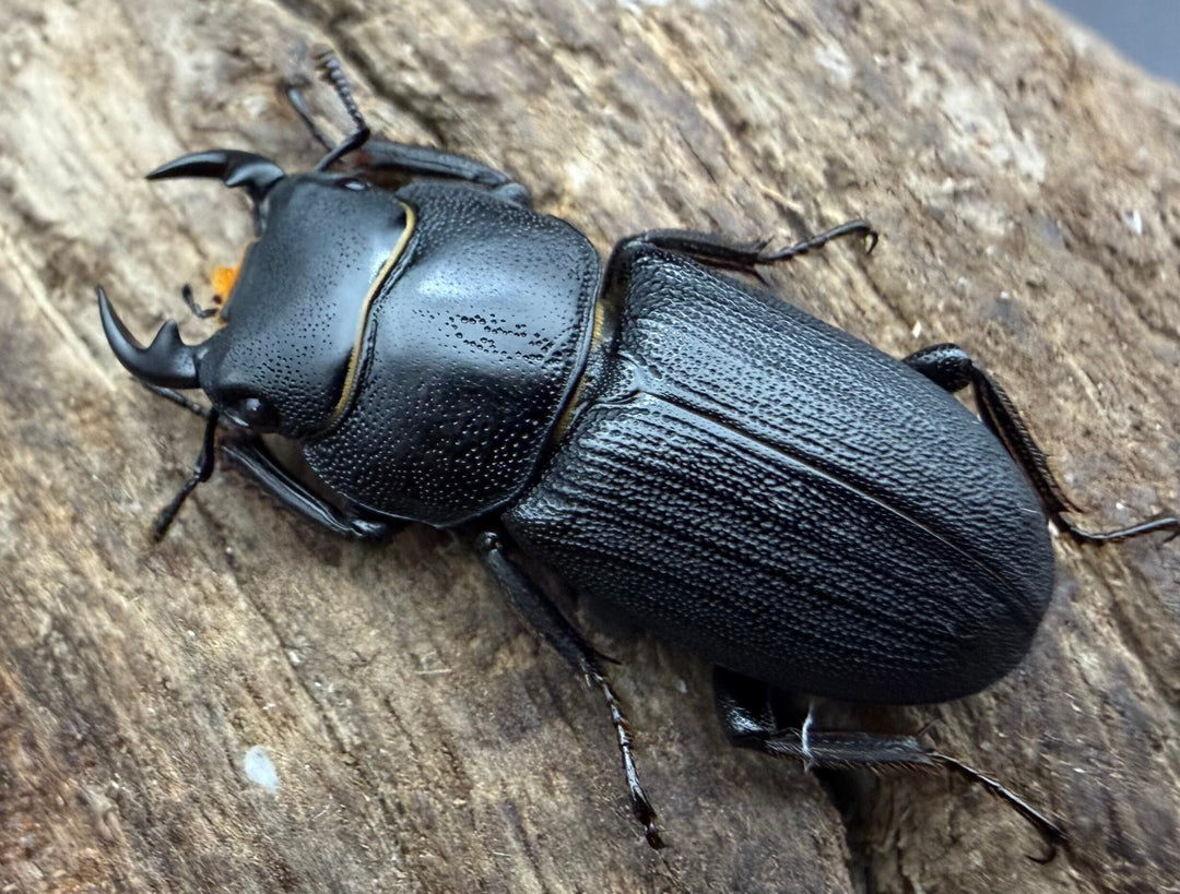 【WD】《ドルクス zhouchaoi（メンシウス ssp.） 24mm ペア》
