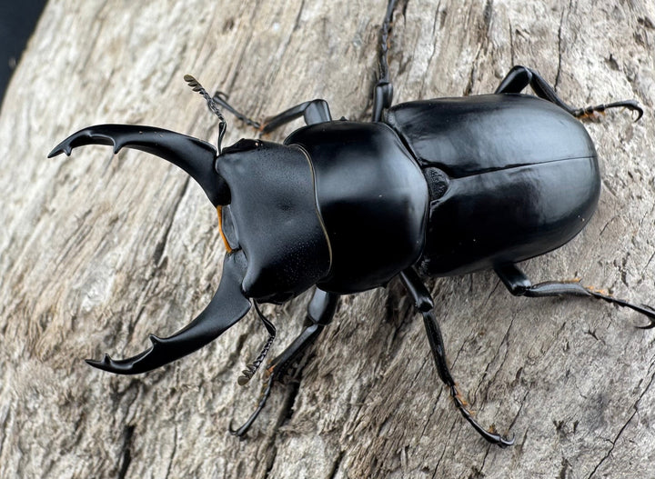 【WD】《ブラナウンコクワ 福貢県産 50mm ペア》