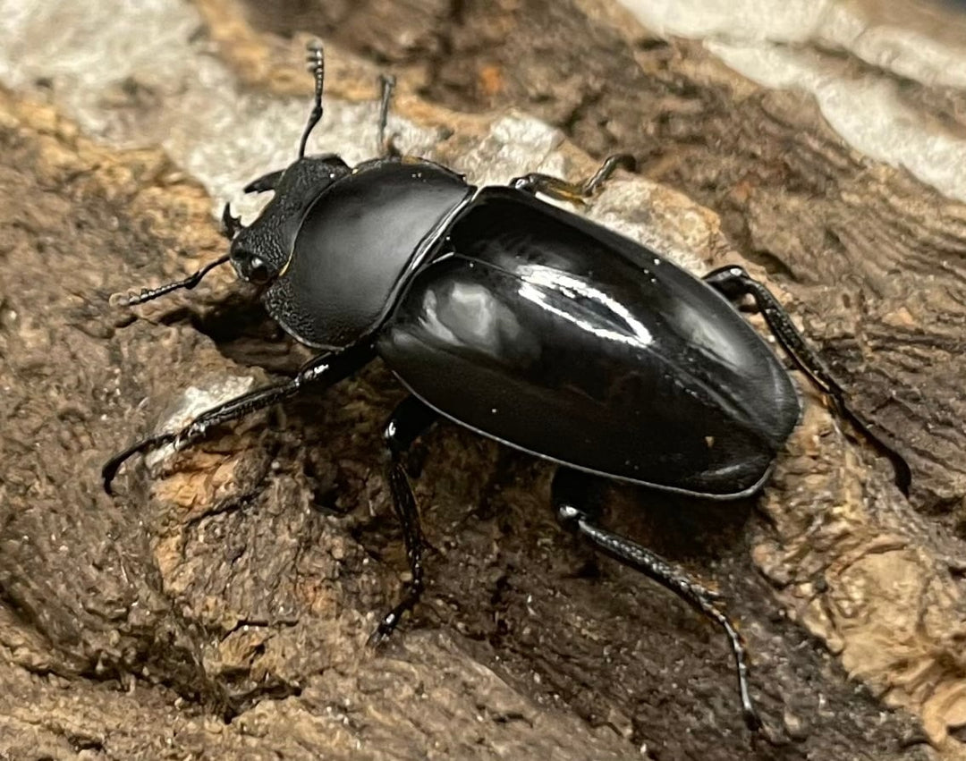 【WD】超貴重種《スピネウスノコギリクワガタ 40.5mmUP ペア》