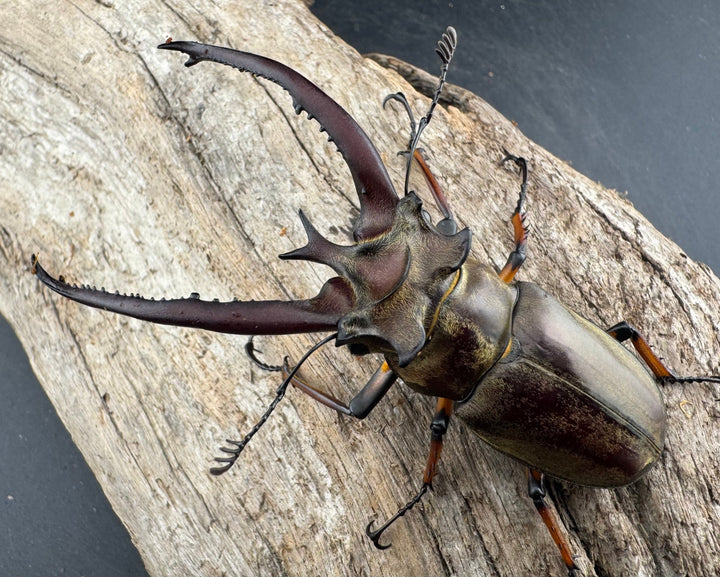 【WD】《プラネットミヤマクワガタ 80mm ペア》