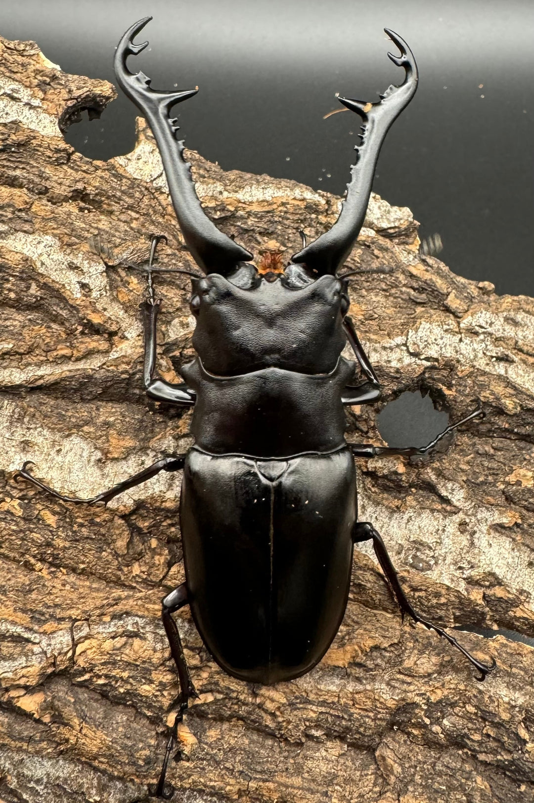 【WD】《ギラファノコギリ亜種ニシヤマイ 92.5mm ペア》