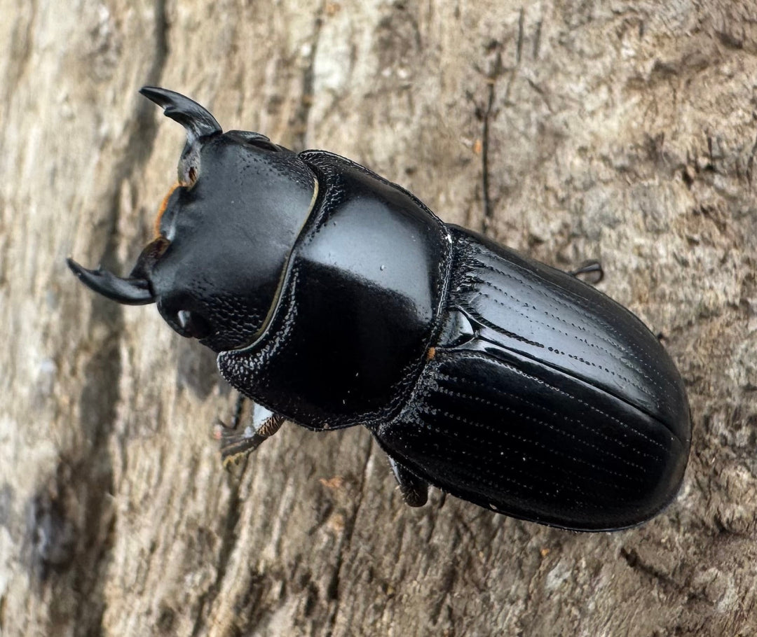 【WD】《ドルクス カツラ 広西壮族産 24mm ペア》