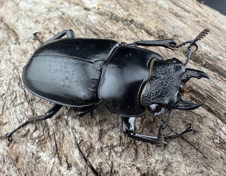 【WD】《セアカフタマタ（パリーフタマタ） 41mm ♀単》