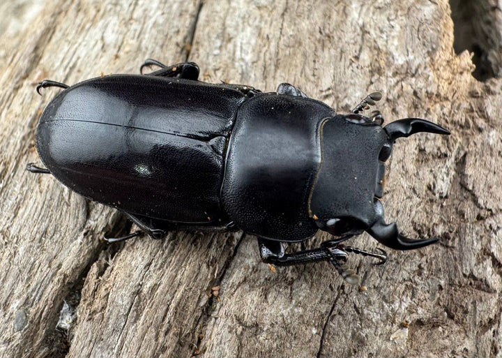 【WD】《ビキヌスコクワガタ 四川省産 28.5mm A'品ペア》