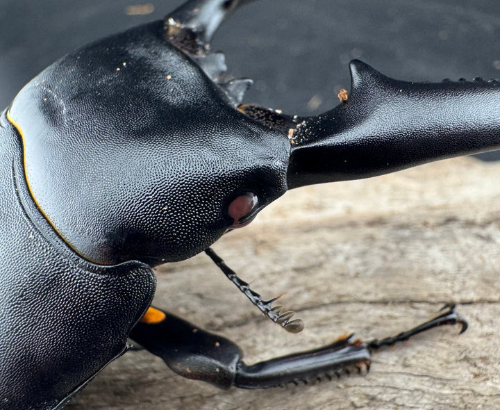 【赤目】《パラワンオオヒラタクワガタ レッドアイ 98mm ペア》