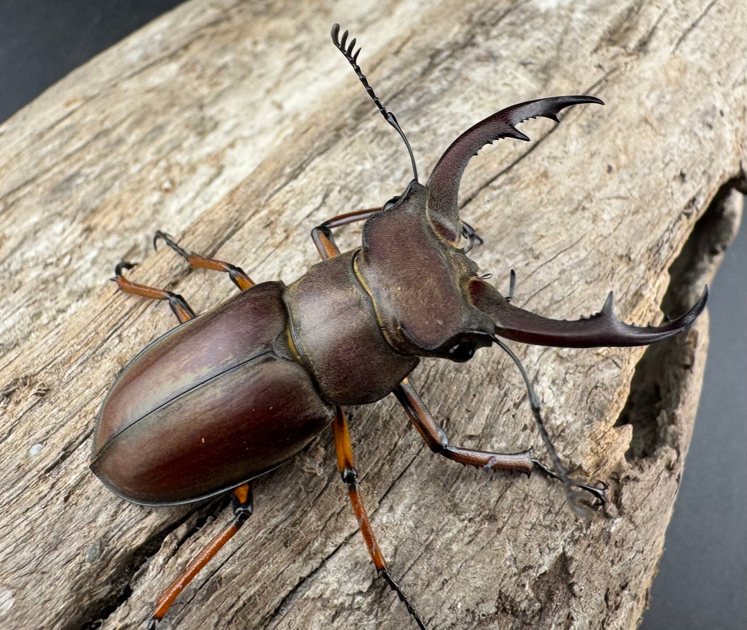 【WD】《ツェンワンラオシャンミヤマ 45.5mm ペア》