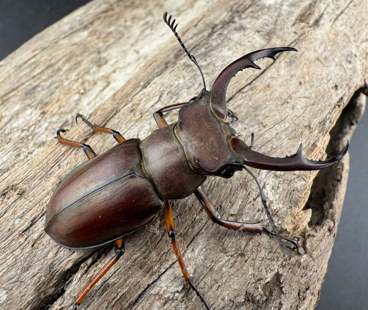 【WD】《ツェンワンラオシャンミヤマ 45.5mm ペア》