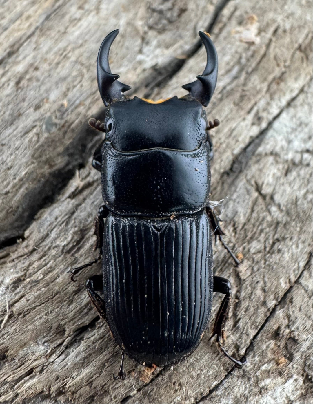 【WD】《ラエビコリスネブトクワガタ 20.5mm ペア》