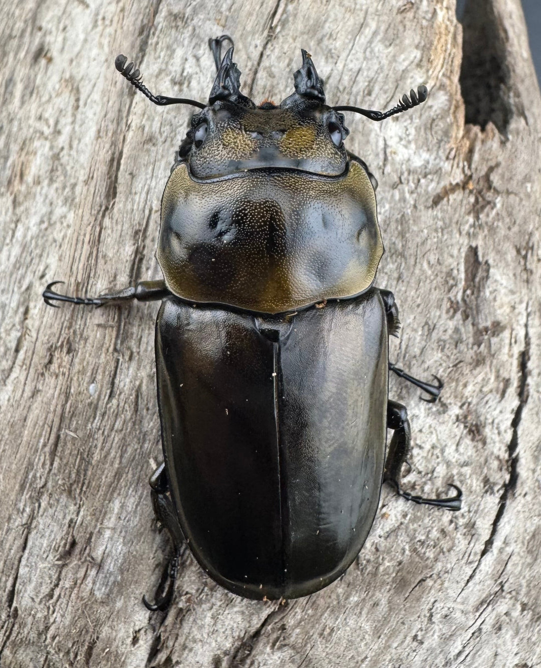 【F0】《ローゼンベルグオウゴンオニクワガタ 49mm ♀単》