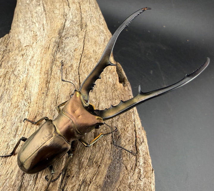 【WD】《メタリフェルホソアカ亜種finae 81.5mm ペア》