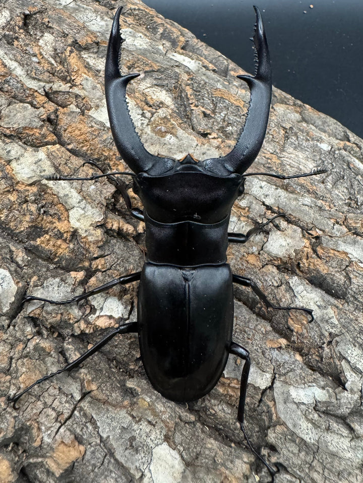 【WD】《マンディブラリスフタマタ 101mm ペア》