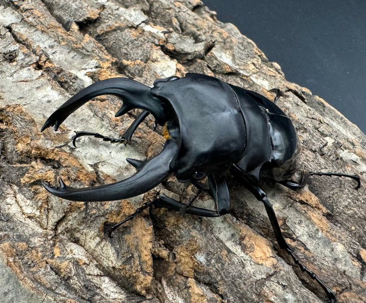 【WF1】《インターメディアツヤクワガタ 93mm B品ペア》