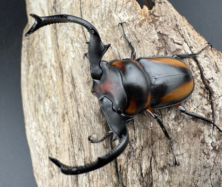 【WD】《スペキオススシカクワガタ 56mm ペア》