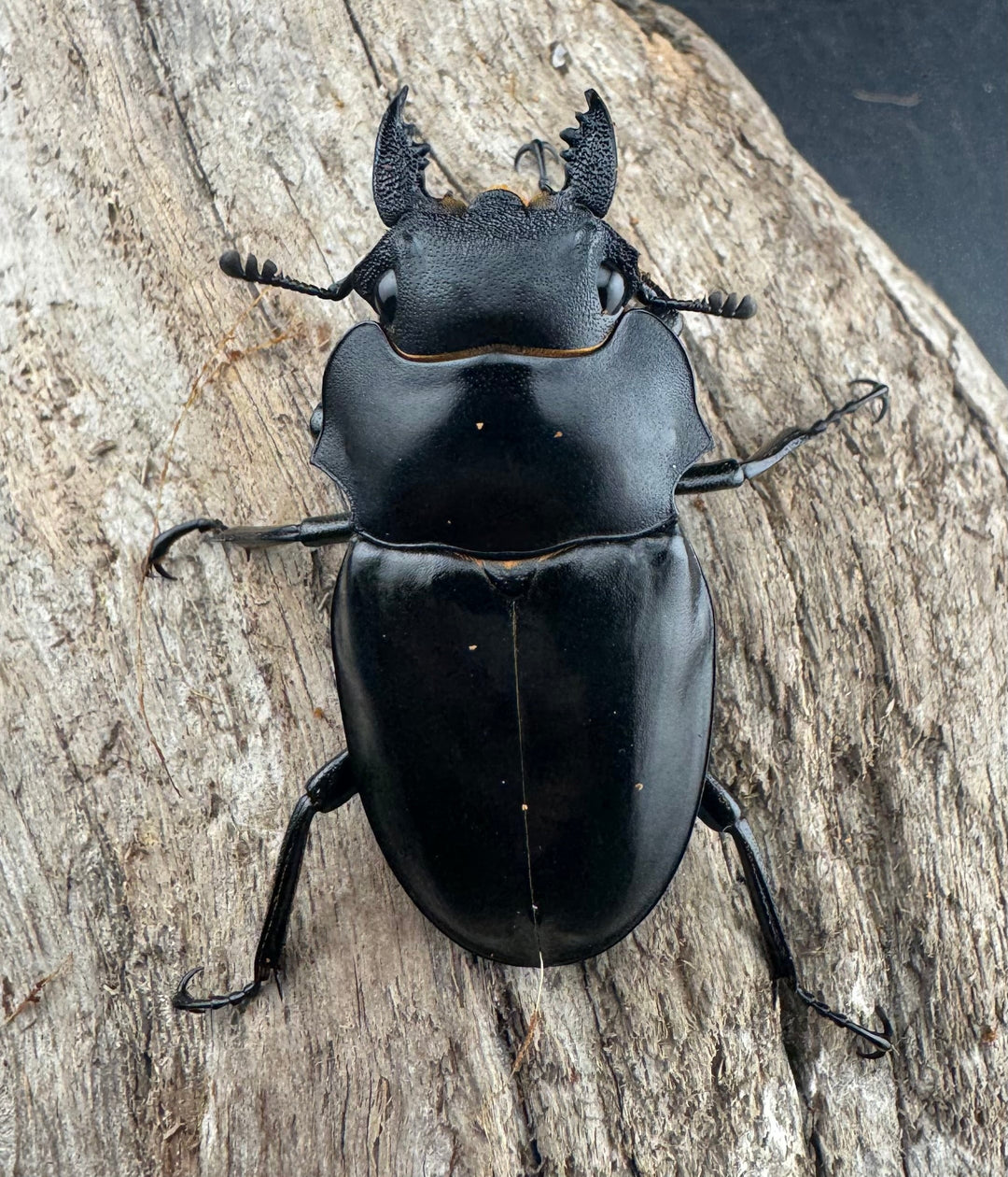 【WD】《アルケスツヤクワガタ ボアク島産 84mm ペア》