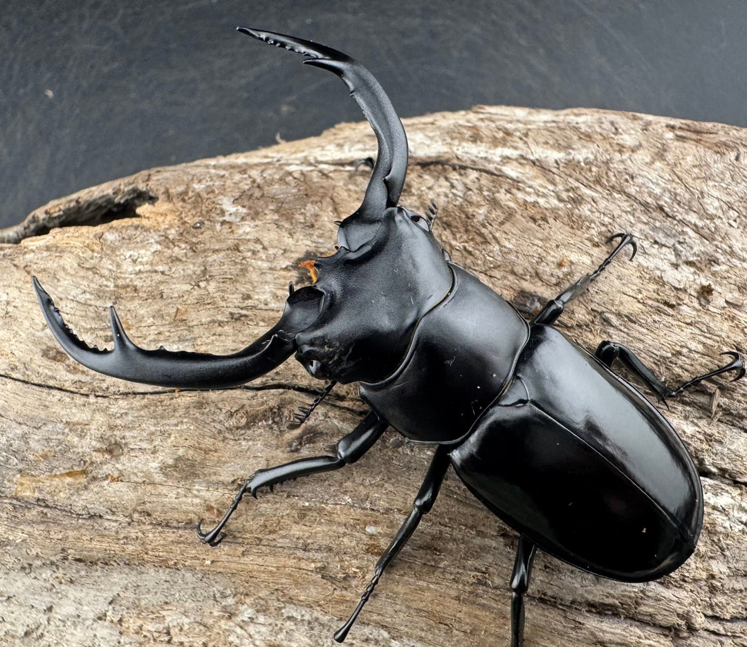 【WD】《ウエストウッディ亜種カズミアエ 雲南省産 71mm A’品ペア》