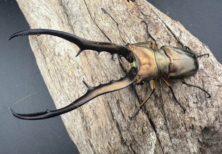 【WD】《メタリフェルホソアカ亜種finae 91mm ペア》