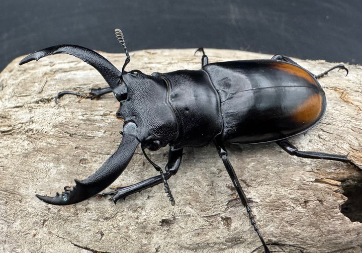 【WD】《セアカフタマタ（パリーフタマタ） 57mm ペア》