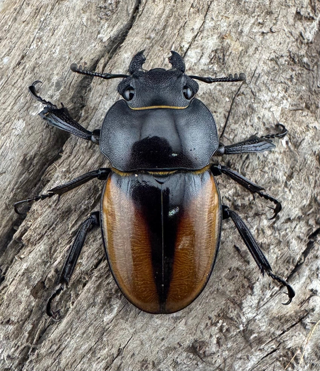 【WD】《ゾンメルツヤクワガタ 51mm ペア》