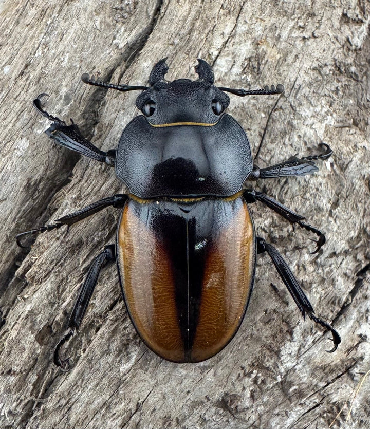 【WD】《ゾンメルツヤクワガタ 51mm ペア》