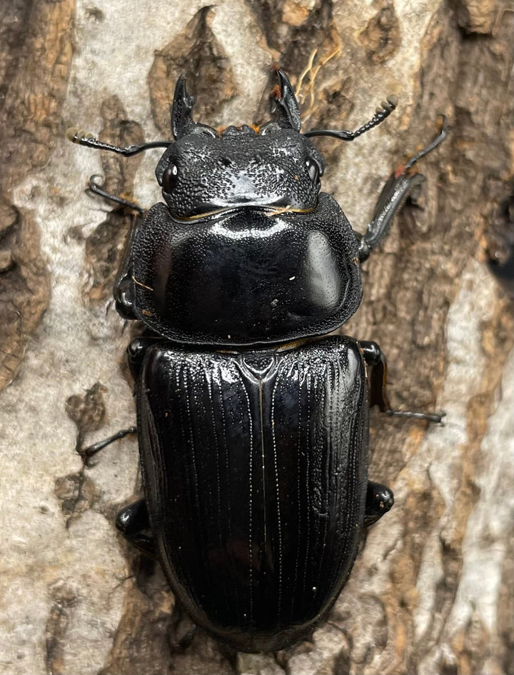 《オオクワガタ 久留米血統 75mm ペア》