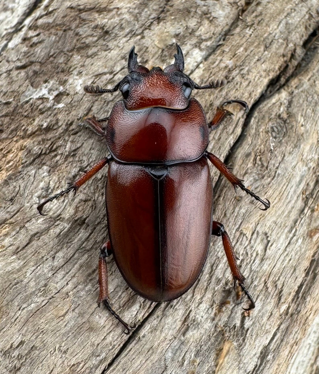 【WD】《アスタコイデス亜種fraternus ベトナム産 60mm ペア》