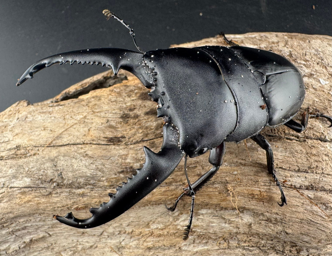 【WD】《パラワンオオヒラタ ガントン産 91mm ペア》