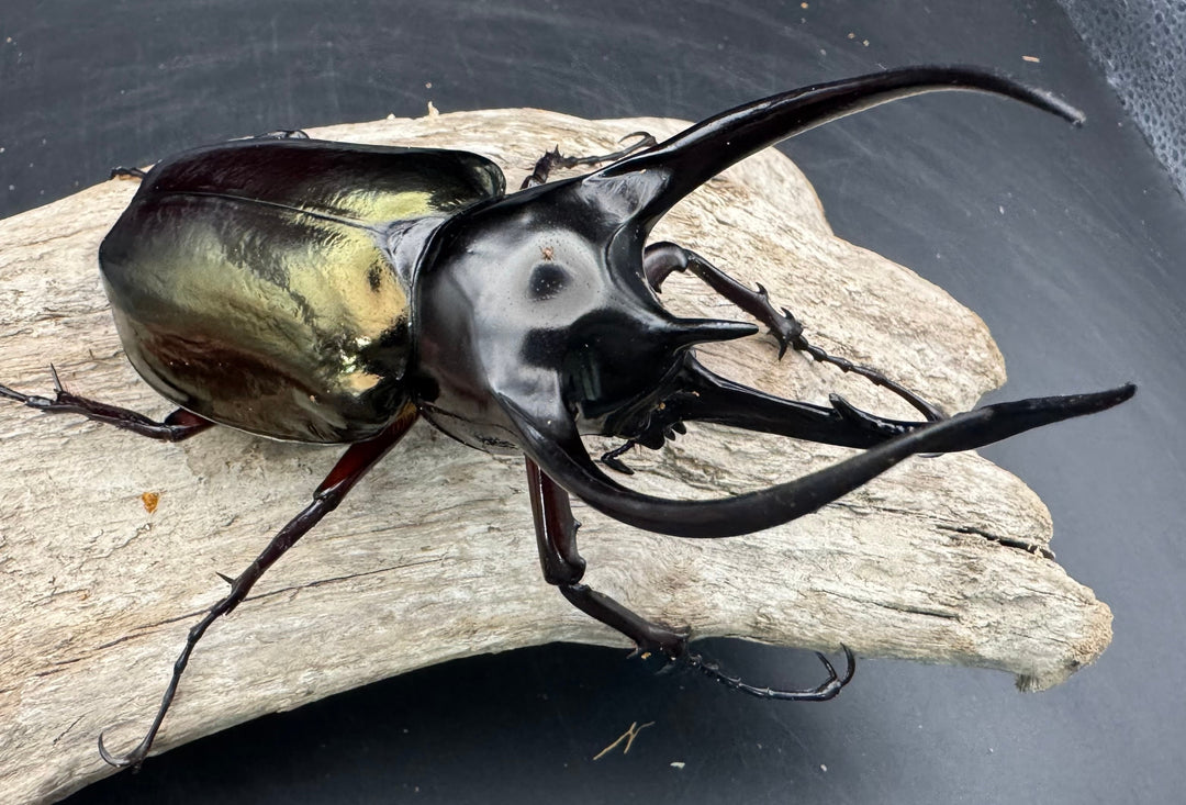 【WD】《ジャワコーカサスオオカブト 101mm ペア》